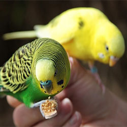 How To Raise A Healthy Bird